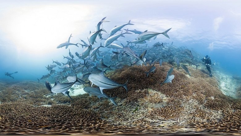 Chasing Coral background