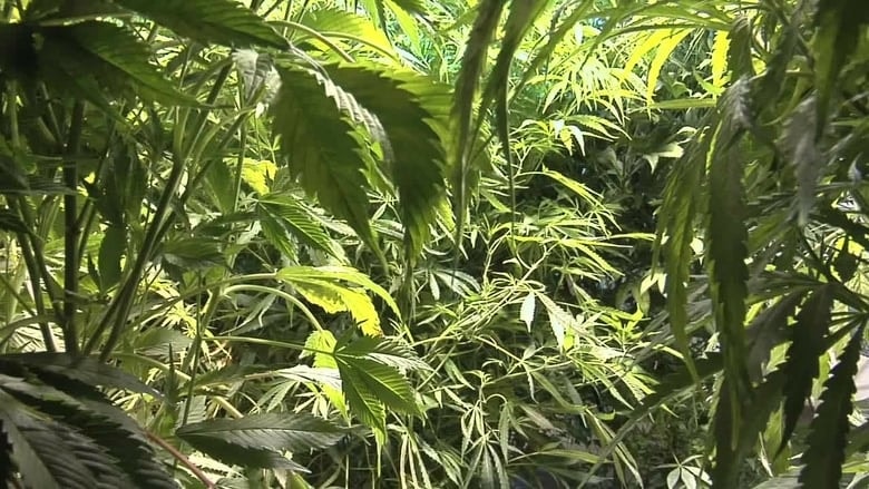 A Norml Life background