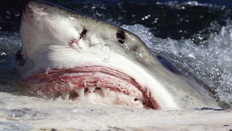 Killer Sharks : The Attacks Of Black December background