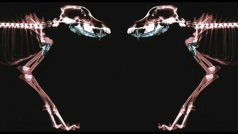 Rottweiler background