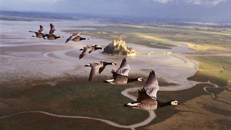 Winged Migration background