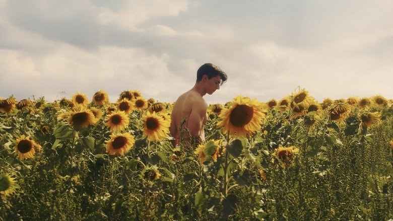 Sunflower background
