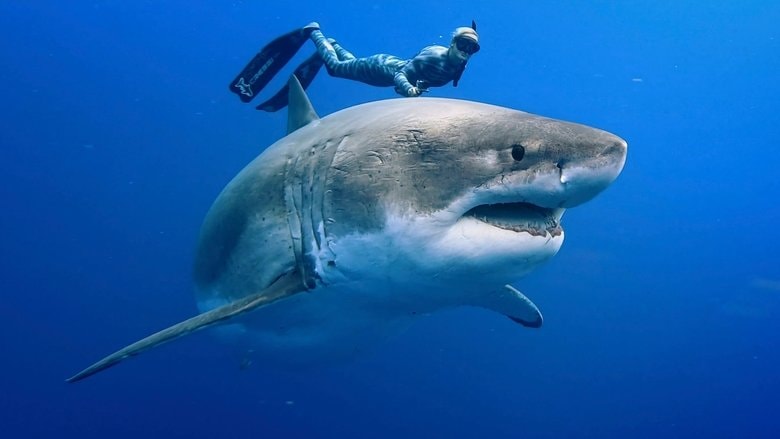 Envoy: Shark Cull background