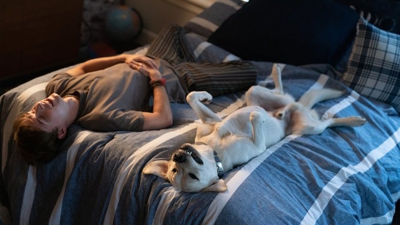 Perro perdido background