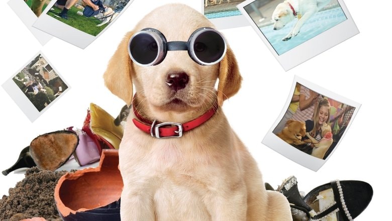Marley & Me: The Puppy Years background