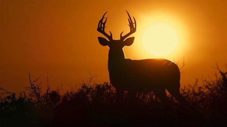 Deep in the Heart: A Texas Wildlife Story background