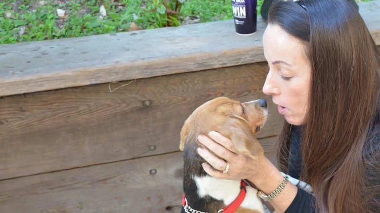 The Stray background