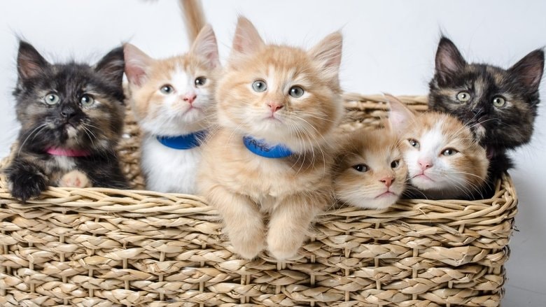 Too Cute background
