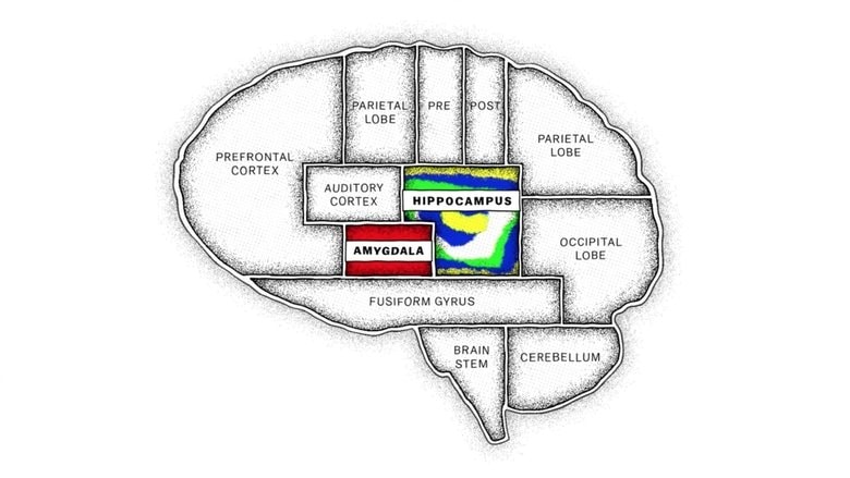 The Mind, Explained background