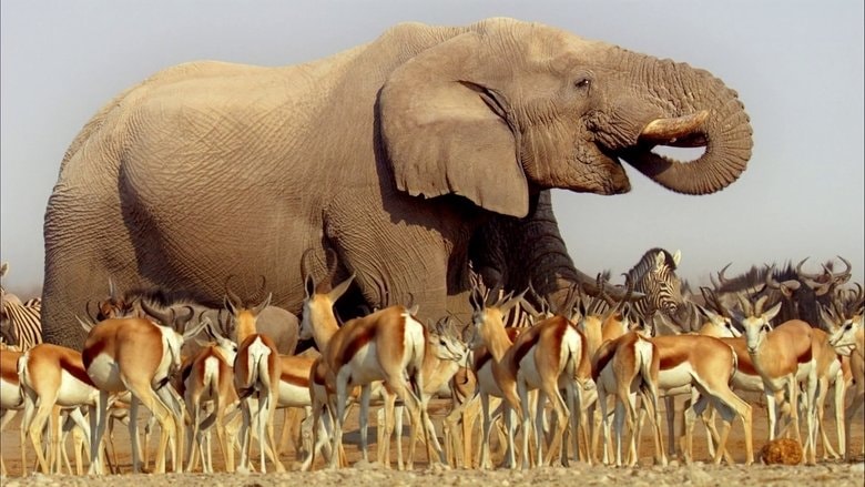 Africa background