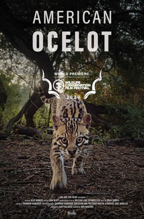 American Ocelot poster