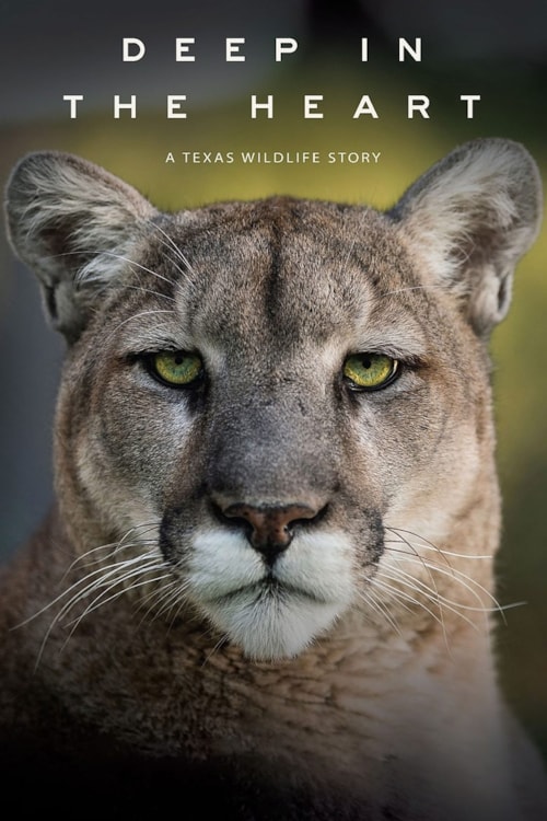Deep in the Heart: A Texas Wildlife Story poster