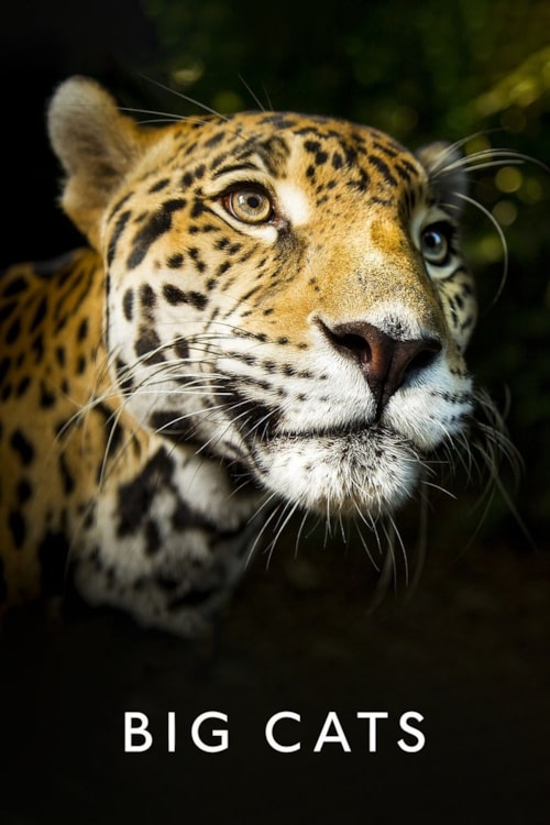 Big Cats poster