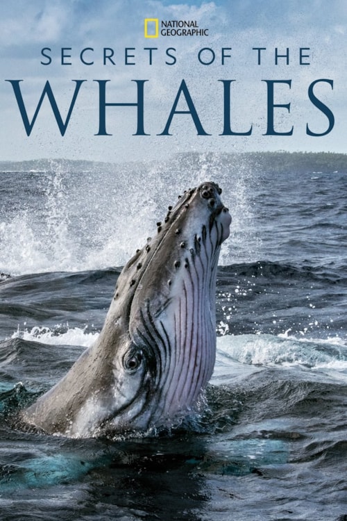 Secrets of the Whales poster