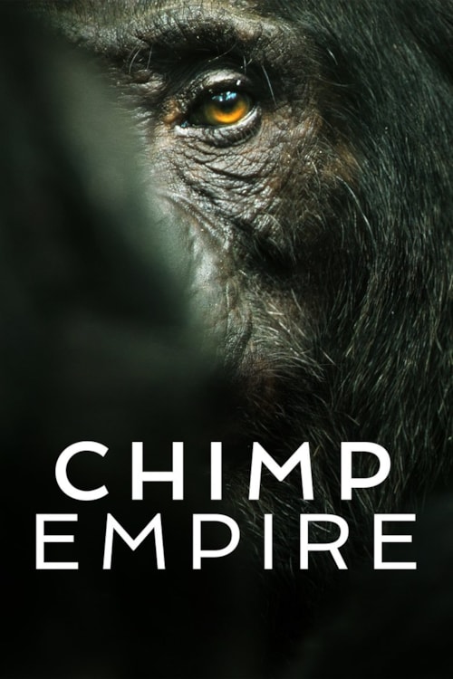 Im Reich der Schimpansen poster